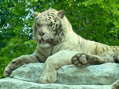 -北京野生动物园