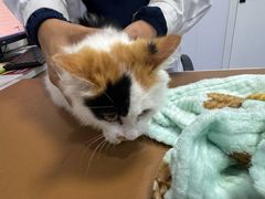 -天使宠物医院·犬猫分诊(彩虹店)