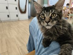 -李小姐の猫咖啡馆(五角场店)
