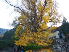 -香山公园