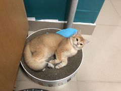 -lincat·猫舍(广州店)