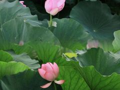 -荷塘月色湿地公园·向阳花洲