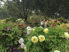 -莲花池公园