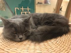 -飞行喵MR PILOT|猫舍·猫咖(静安大融城店)