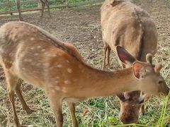 -安德鲁户外烧烤帐篷营地(马泉营店)