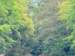 -广州市石门国家森林公园