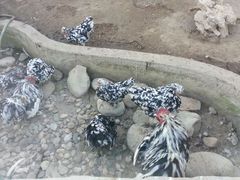 android_upload_pic-北京市海淀外国语实验学校