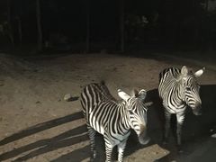 -清迈夜间动物园