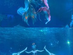 -海合安成都极地海洋公园