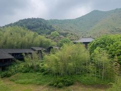 -大唐贡茶院