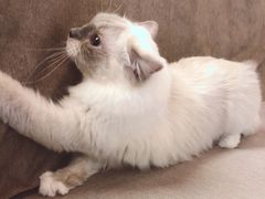 -猫和宫(六道口店)