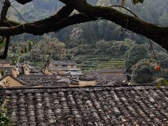 -杨家堂村