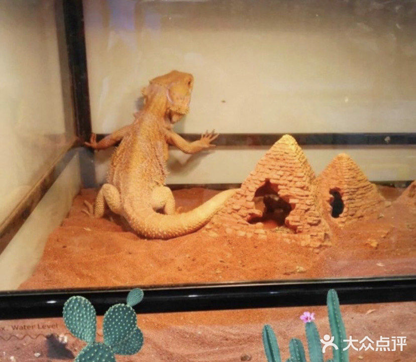 ☀️快来和萌宠们一起过六一吧☀️