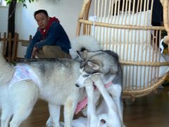 -Husky Go! 哈士奇体验馆·宠物咖啡厅狗咖