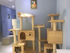 -喵的天空名猫咖啡馆·撸猫·猫舍·用品