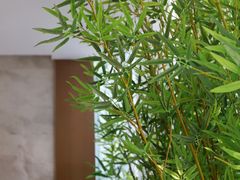 环境-松鹤楼·非遗·苏帮菜(融科店)