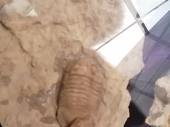 -陕西自然博物馆