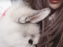 -Husky Go! 哈士奇体验馆·宠物咖啡厅狗咖