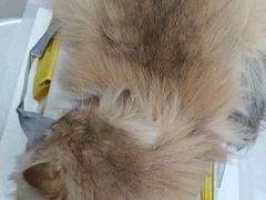 -纳吉亚猫专科动物医院博雅分院