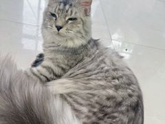 -翊宠yipet猫狗购宠庄园犬舍•猫舍