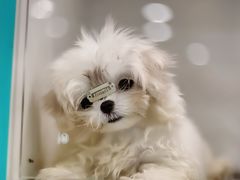 -萌宠之家·腊肠犬·马尔泰·小体犬舍