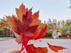 -黑龙江省森林植物园