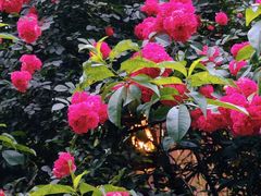 -南山植物园