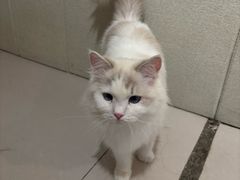 -平行世界·猫咖(首经贸店)