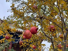 -范家小馆·烤鸭新京菜(金融街店)