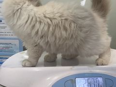 -思琪宠物医院(昆山花桥店)