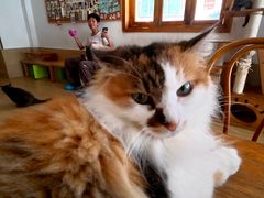 -是阿柴呀！柴犬咖啡·爱喵喵猫咖