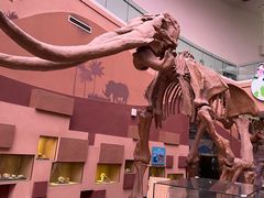 -陕西自然博物馆