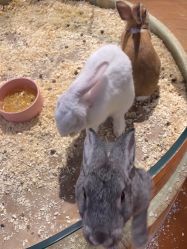 -奇幻萌宠部落(映月湖环宇城店)