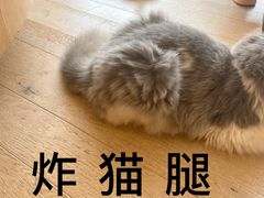 -CAT’S MEWSTAR CAFE·喵星球猫屋(晴湾咖啡店)