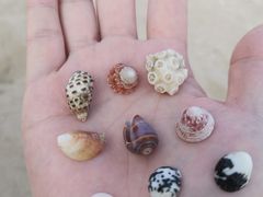 -贝壳沙滩