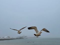 -海驴岛(荣成市)