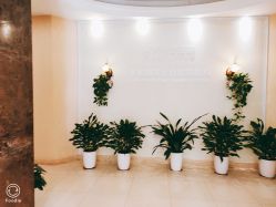 -碧莲盛·不剃发植发