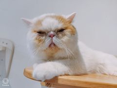 -Heymao猫咖.咖啡厅(东门店)