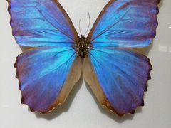 -上海昆虫博物馆