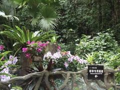 -呀诺达热带雨林
