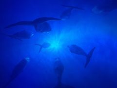 -海合安成都极地海洋公园