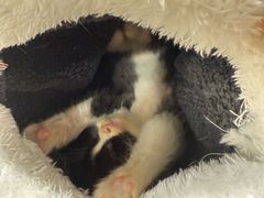 -楼上猫咖(罗湖店)