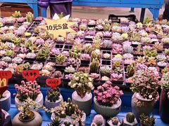 -三圣花乡旅游区