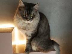 -猫儿山۰猫主题餐厅