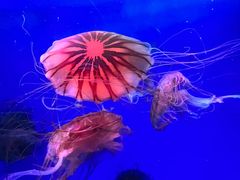 -海合安青岛极地海洋公园