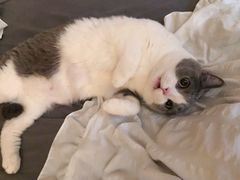 -东方名猫馆·英短金渐层布偶猫舍(环线广场1号楼店)