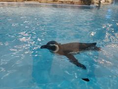 -帝企鹅自助餐厅•儿童岛•真企鹅(长隆企鹅酒店)