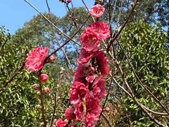 -南国桃园旅游度假区