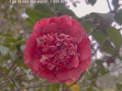 -中国科学院华南植物园