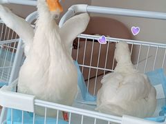 -怪兽屋·羊驼·猫咖·狗咖(俊华广场店)